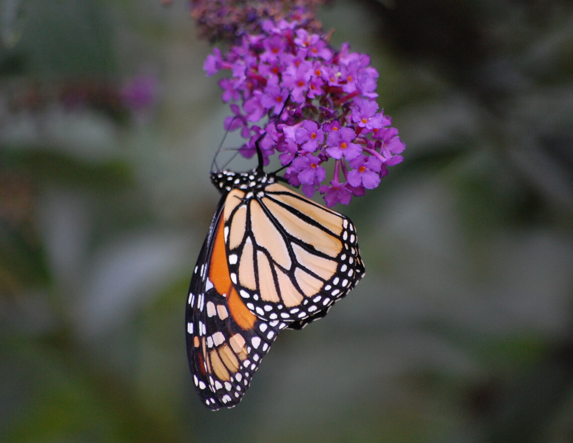 Pollinators are responsible for bringing us one out of every three bites of food.